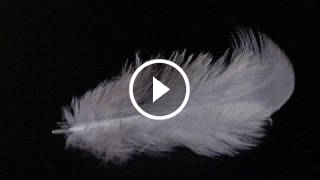 Feathers (Album Version)