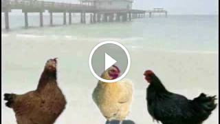 Chicken Farmer Song