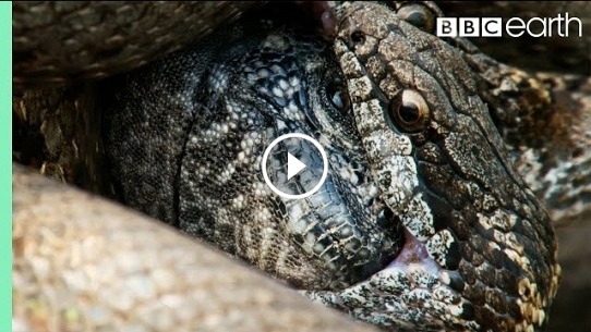 Iguana vs Snakes (Full Clip) | Planet Earth II | BBC Earth