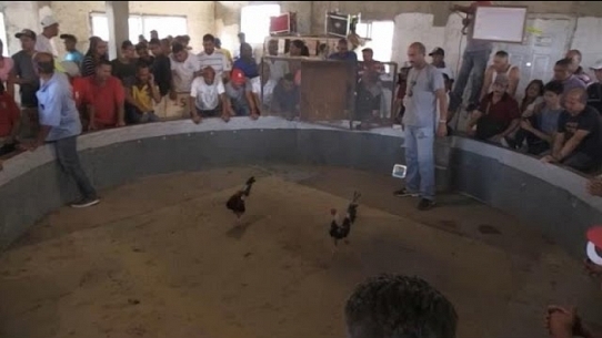 Peleas de gallos en Venezuela, donde manda el dólar y no existe la política