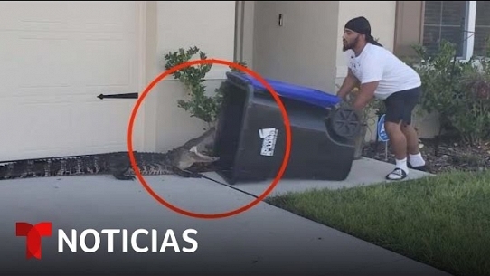 En video: Hombre atrapa un caimán con un contenedor de basura | Noticias Telemundo